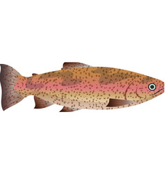 Trout Fish Cartoon