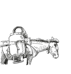 Mule Carrying Heavy Gas Cylinders On Its Back