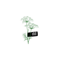 Drawn Dill Isolated On A White Background