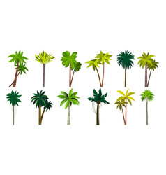 Palm Tree Collection Cartoon Tropical Coconut And