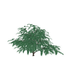 Albizia Tree Isolated On White Background