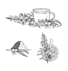 Herbal Tea Plant Sketch