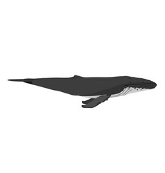 Megaptera Novaeangliae - Humpback Whale