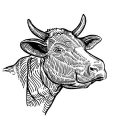 Cow Head Close Up In A Graphic Style