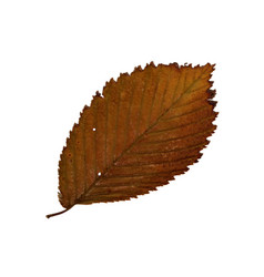 Autumn Elm Leaf