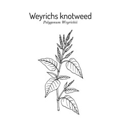 Weyrichs Or Chinese Knotweed Polygonum Weyrichii