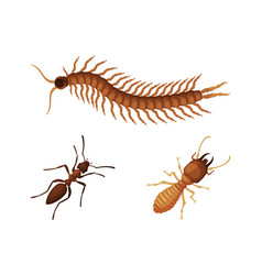 Pest Control And Parasite Extermination