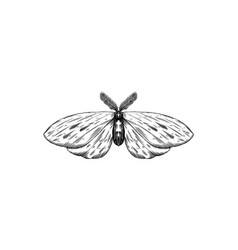 Butterfly Hawk Moth Or Death Bohemian Sketch