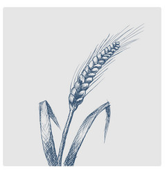 Wheat Ear Hand Drawn Blue Sketch