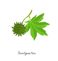 Drawing Branch Sweetgum Tree