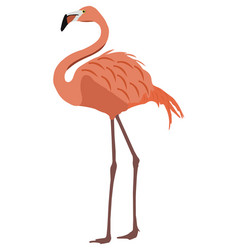 Lesser Flamingo