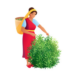 Woman Gathering Tea Composition