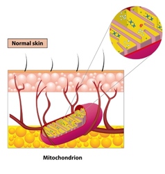 Mitochondrion Scheme