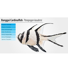 Banggai Cardinalfish