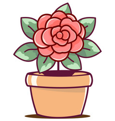 Red Rose In Flower Pots