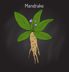 Mandrake Root Or Mandragora Officinarum