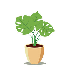 Monstera Plant In Pot