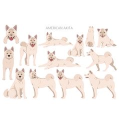 American Akita Dog Clipart All Coat Colors Set