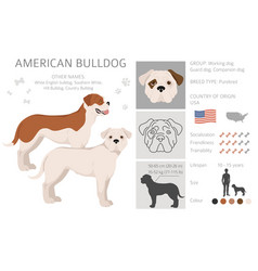 American Bulldog All Colours Clipart Different