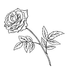 One Rose Sketch Hand Drawn Isolated