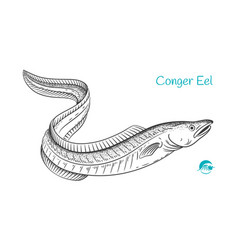 Conger Eel Hand-drawn