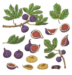 Set Of Fig Plant Parts And Leaves Sketch