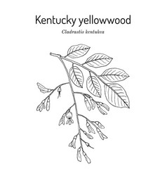 Kentucky Or American Yellowwood Cladrastis