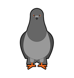 Dove Grey Front View Isolated Pigeon City Bird