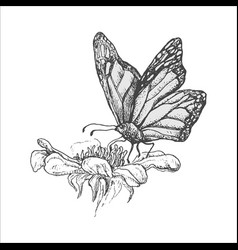 Handdrawn Butterfly Butterfly