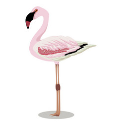 Lesser Flamingo Cartoon Bird