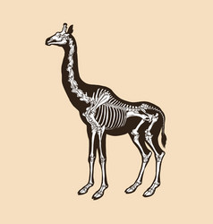 Skeleton Giraffe