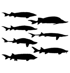 Sturgeons Fish Silhouette Art