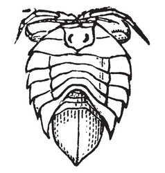 Isopod Vintage