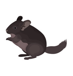 Chinchilla Iconcartoon Icon