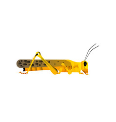 African Locust Insect Animal Isolated