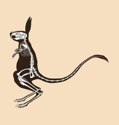 Skeleton Greater Egyptian Jerboa