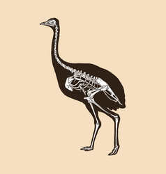 Skeleton Greater Rhea