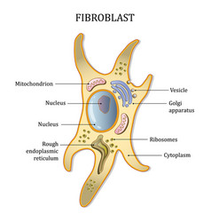 Fibroblast Cell Structure Connective Tissue Cell