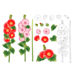 Alcea Rosea Outline - Hollyhocks Aoi