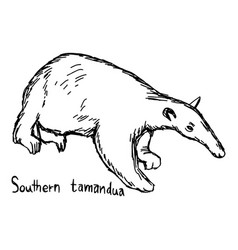 Southern Tamandua