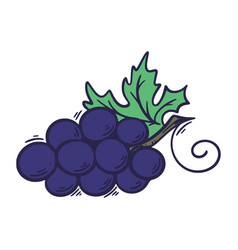 Hand Drawn Branch Of Blue Grapes Gif