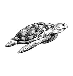 Underwater World Clipart With Turtle Graphic