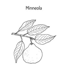 Mineola Citrus Tangelo Fruit