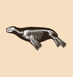 Skeleton Sea Lion