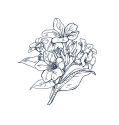 Outlined Lungworts Flowers Vintage Botanical