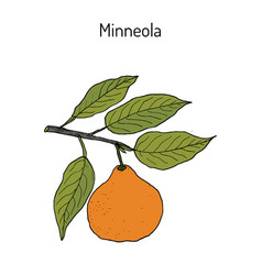 Mineola Citrus Tangelo Fruit