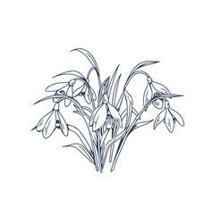 Outlined Snowdrops First Spring Flowers Drawn