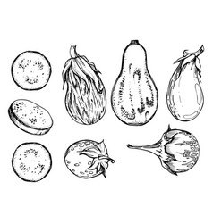 Hand Drawn Ink Eggplant Aubergine Gourd Squash