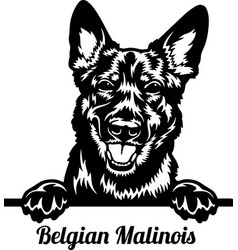 Peeking Belgian Malinois Dog - Dog Lover Owner