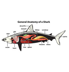 General Anatomy Of A Shark Diagram